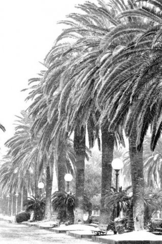 246_palme di neve_tema libero